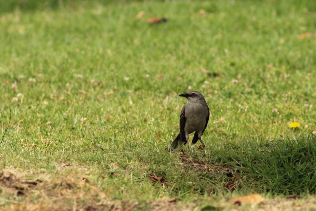 Тропический пересмешник - ML645247125
