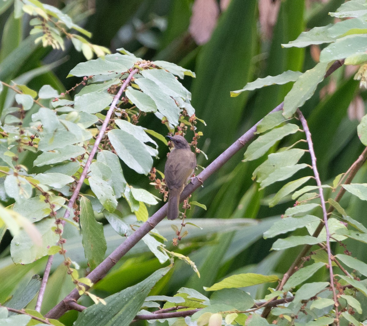 Малайский бюльбюль - ML645247127