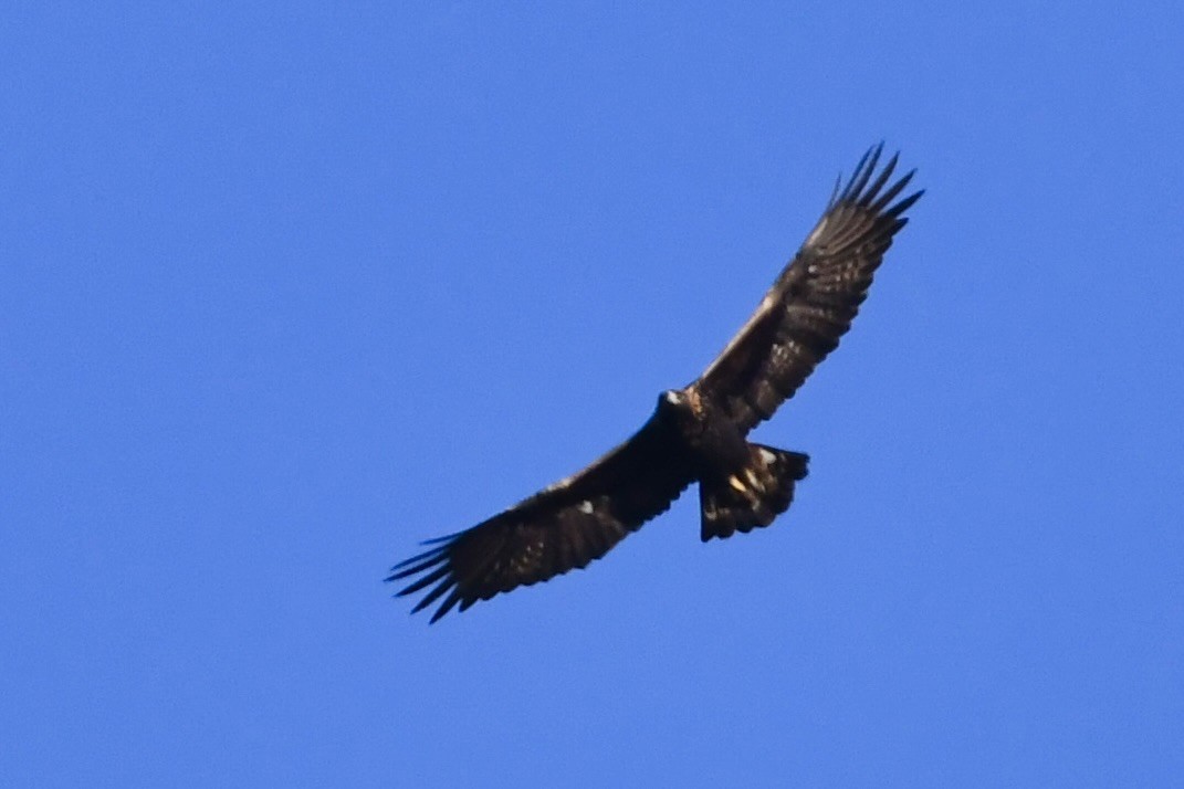 Беркут - ML645247128