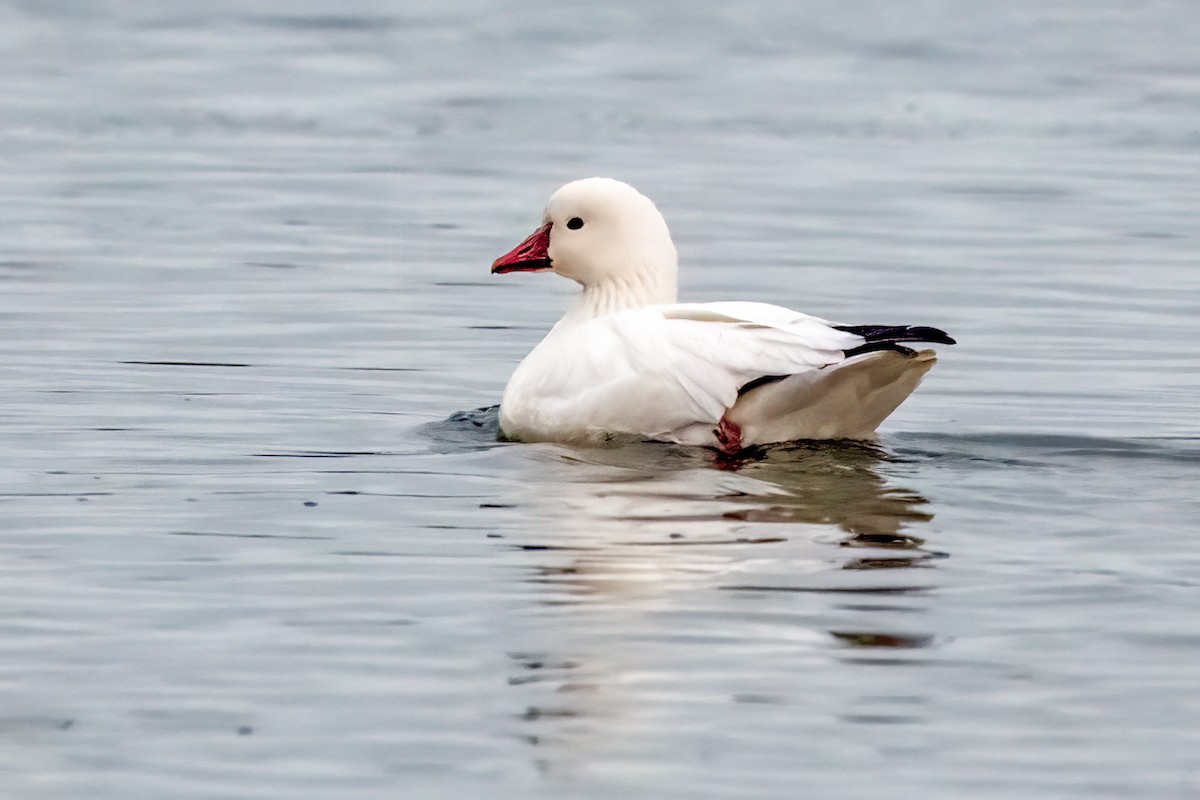 Ross's Goose - ML645247129