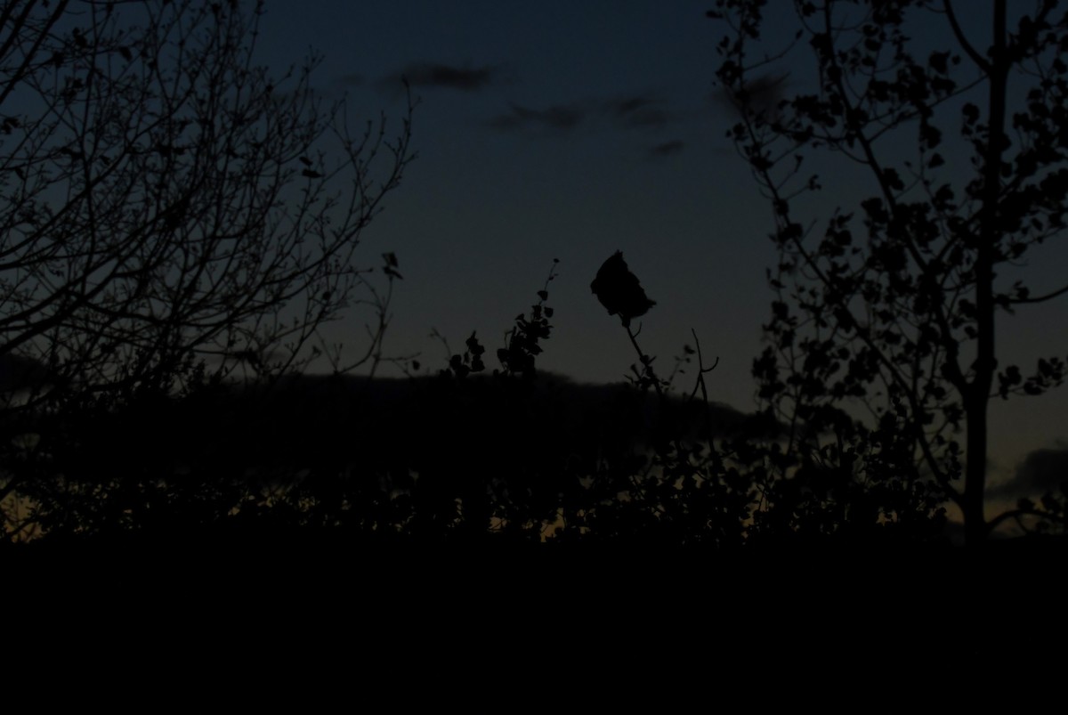 Виргинский филин - ML645247130