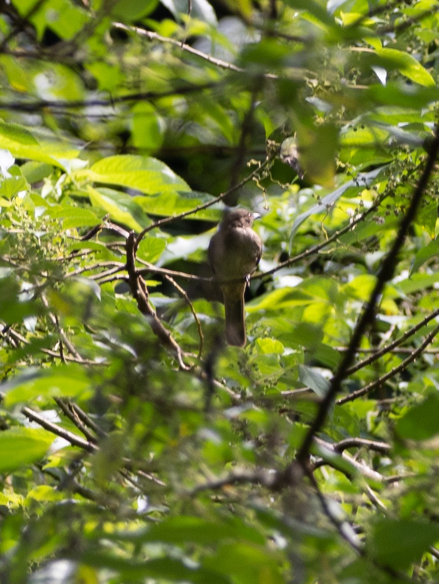 Оранжевоглазый бюльбюль - ML645247131