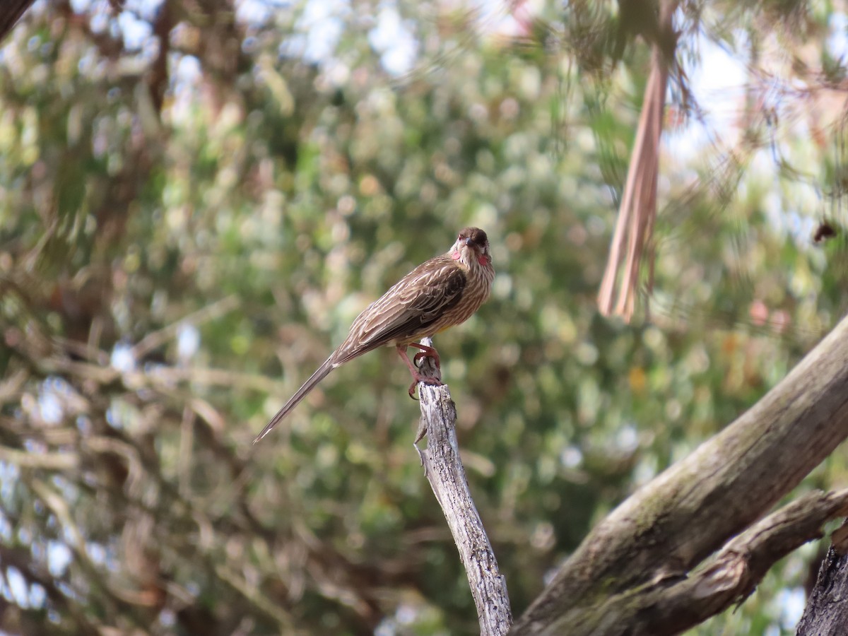 Краснолопастный серёжкоух - ML645247132