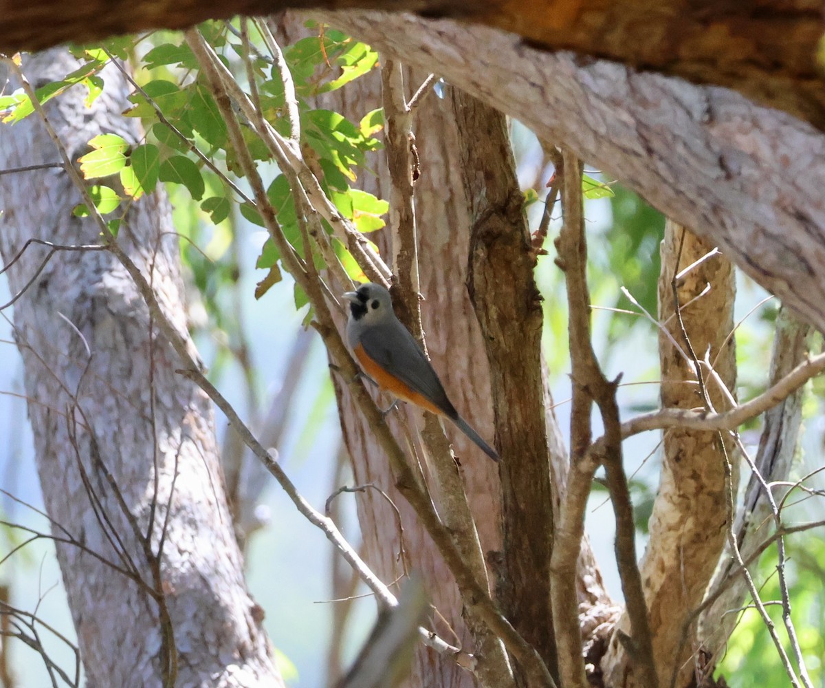 Масковый монарх - ML645247133