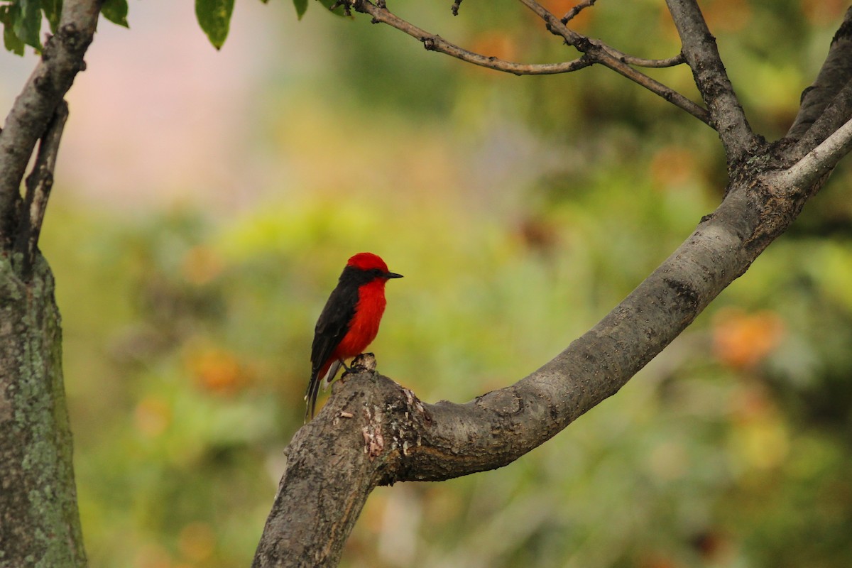 Красный мухолов - ML645247134