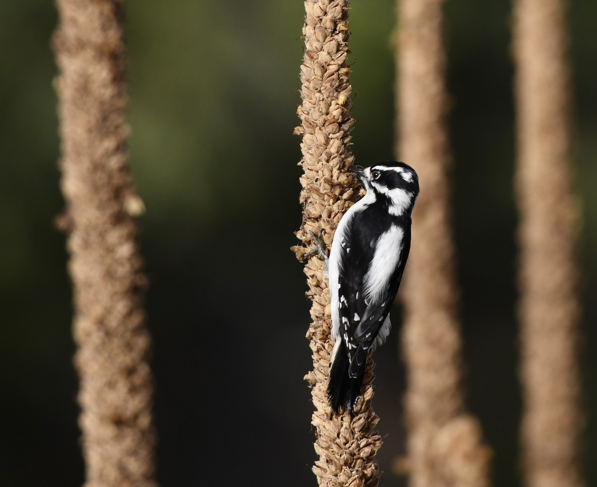 Пушистый дятел - ML645247135