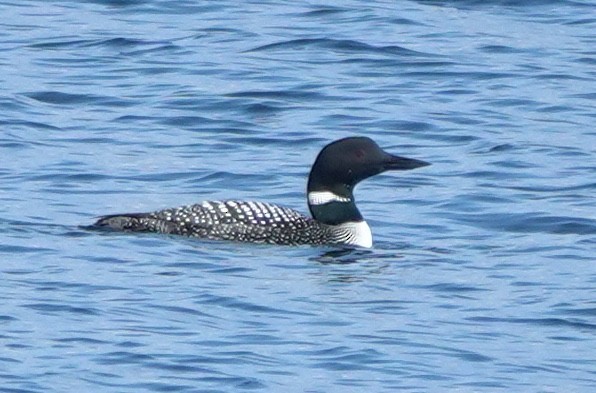 Черноклювая гагара - ML645247136