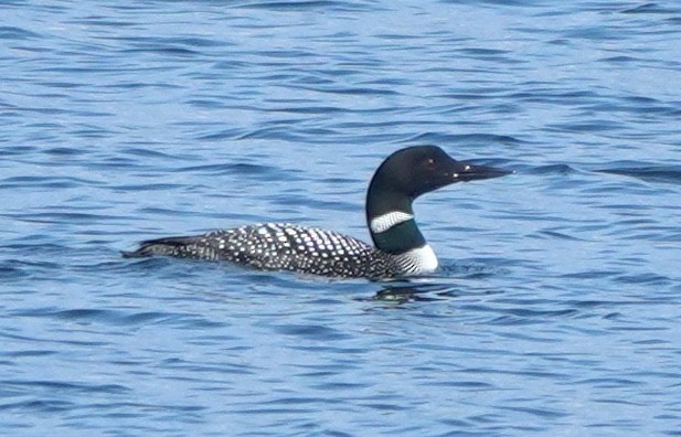 Черноклювая гагара - ML645247137