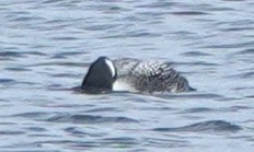 Черноклювая гагара - ML645247139