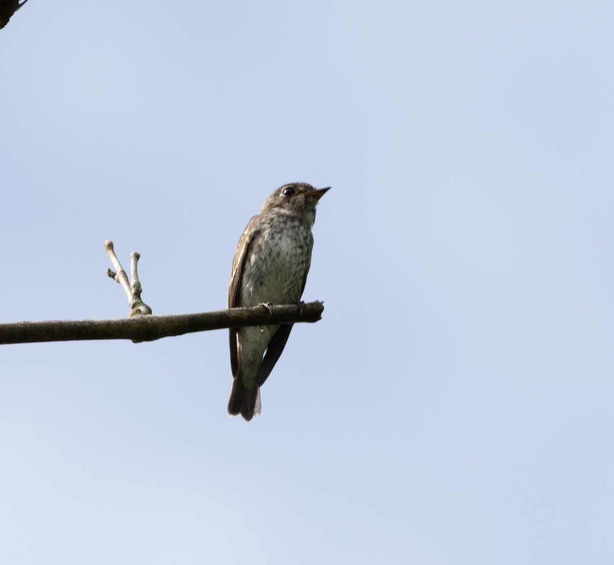 Сибирская мухоловка - ML645247140