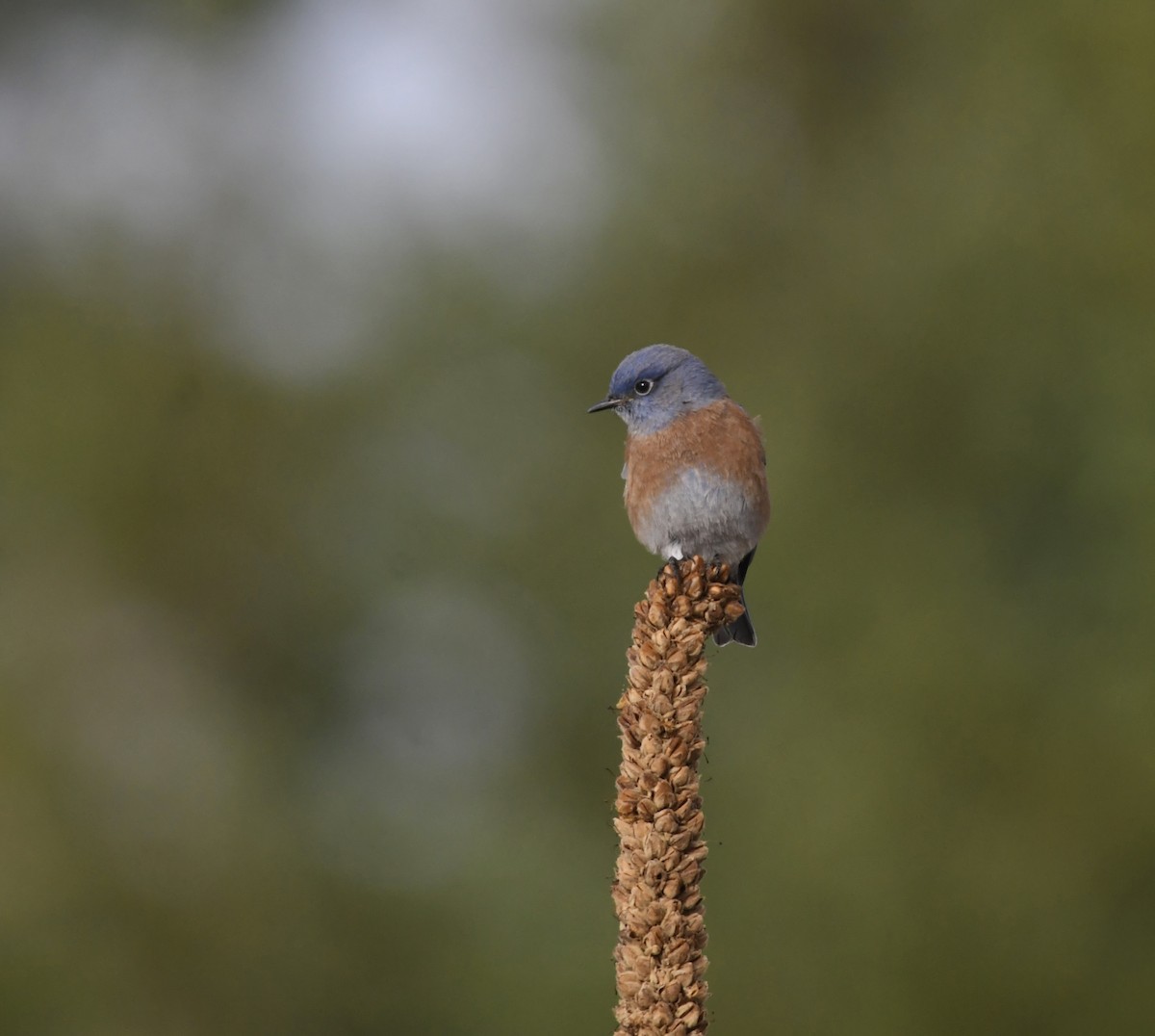 Западная сиалия - ML645247141