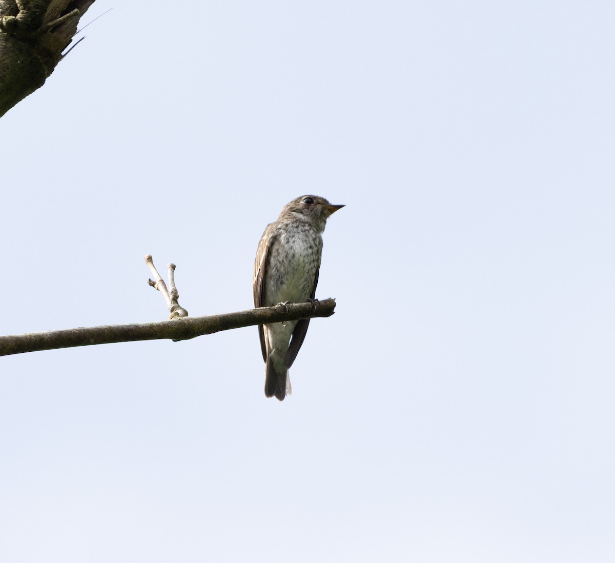 Сибирская мухоловка - ML645247142