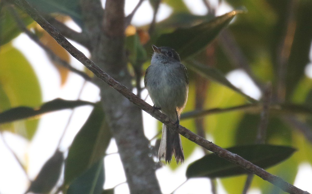 Малый мухолов - ML645247143