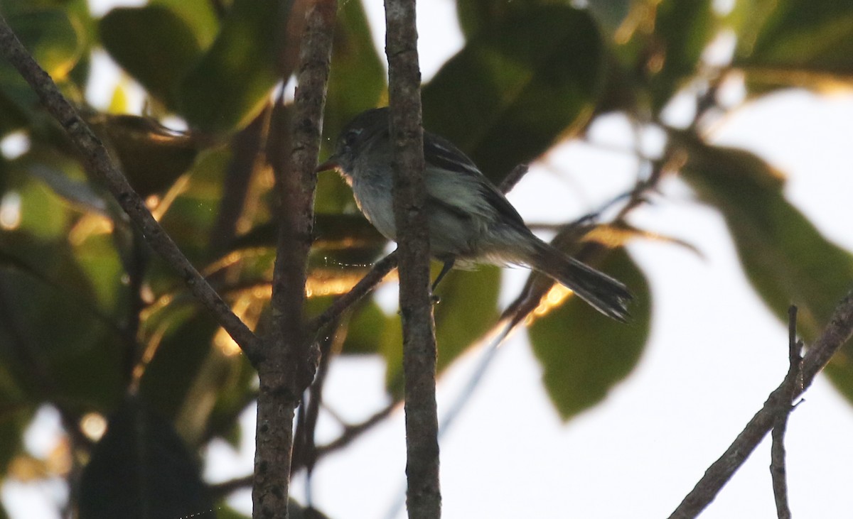 Малый мухолов - ML645247144