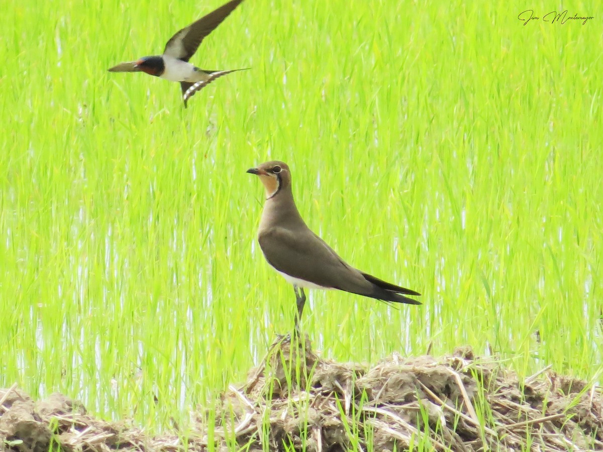 Oriental Pratincole - ML645247149