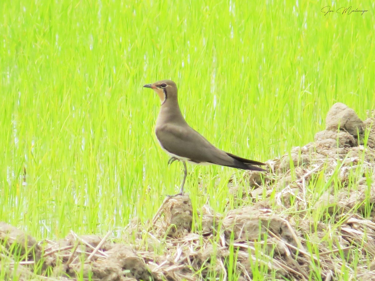 Oriental Pratincole - ML645247150