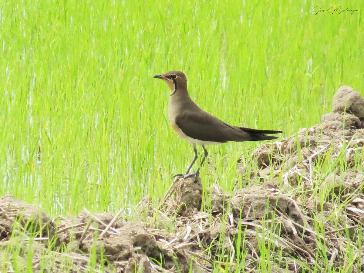 Oriental Pratincole - ML645247151