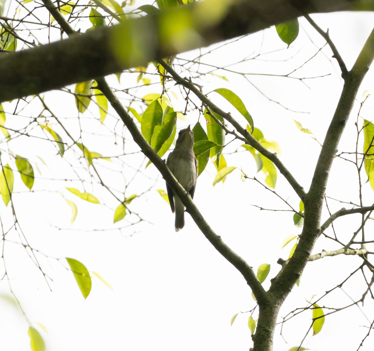 Asian Brown Flycatcher - ML645247153