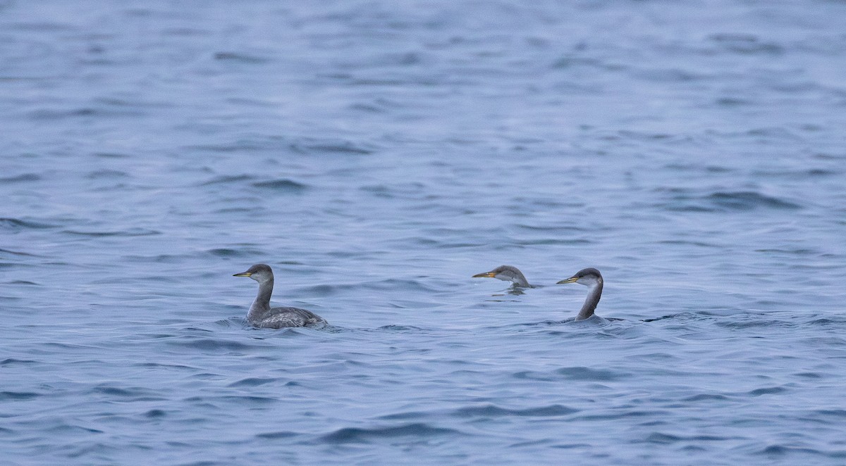 Somormujo Cuellirrojo - ML645247161