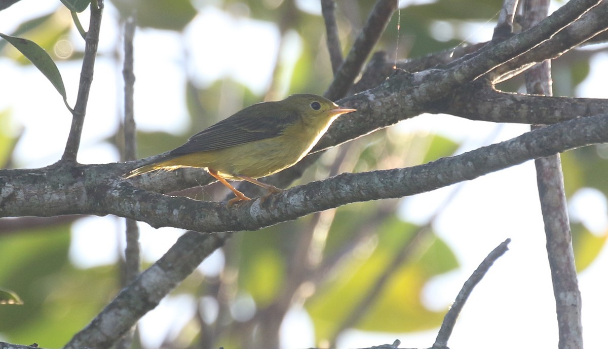 Northern Yellow Warbler - ML645247162