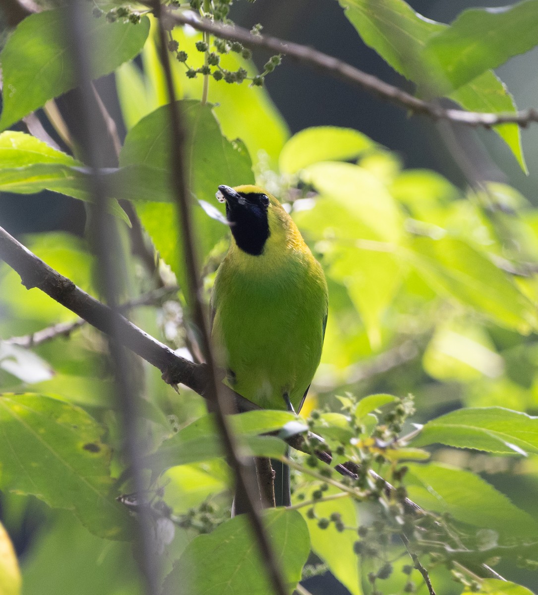 Blue-winged Leafbird - ML645247163