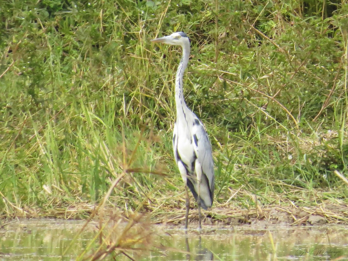 Gray Heron - ML645247167
