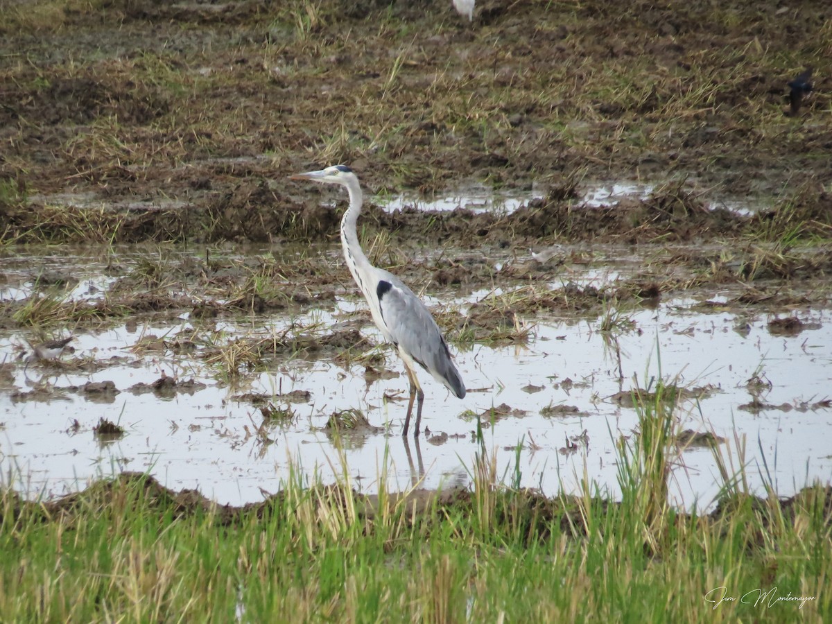 Gray Heron - ML645247168