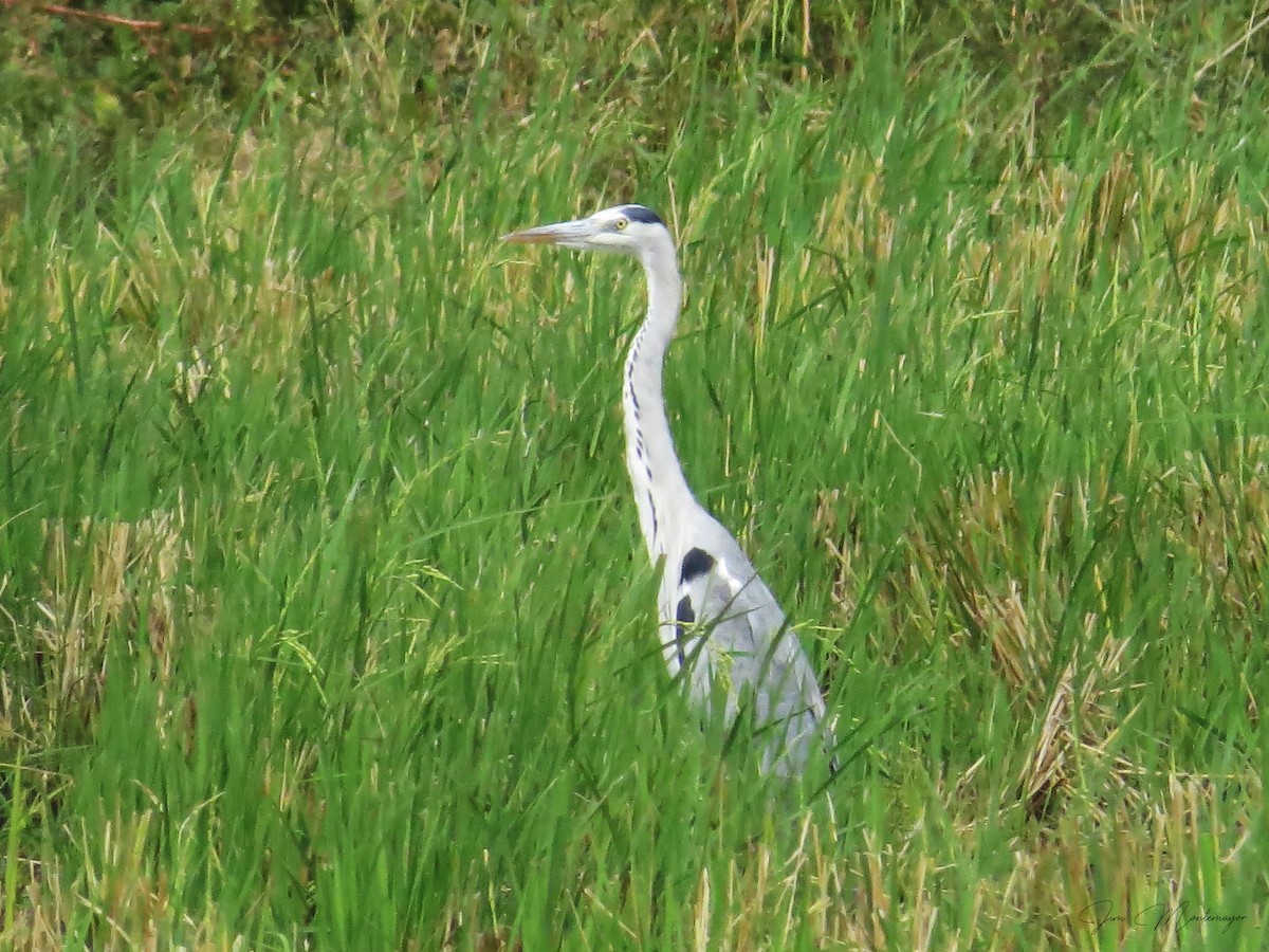 Gray Heron - ML645247169