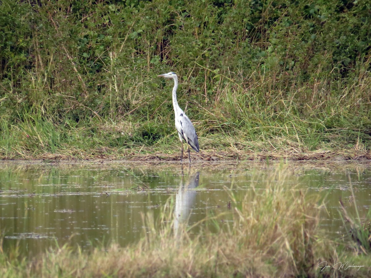 Gray Heron - ML645247170