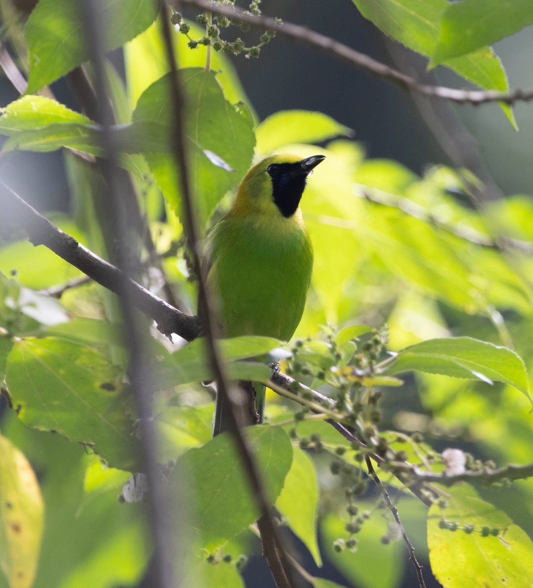 Blue-winged Leafbird - ML645247171