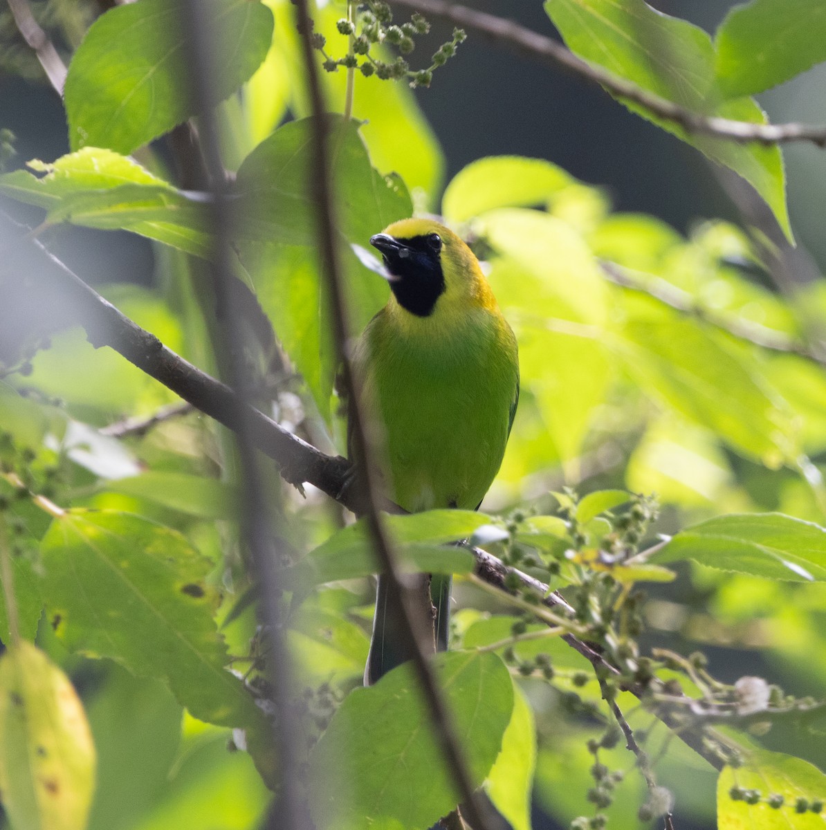 Blue-winged Leafbird - ML645247180