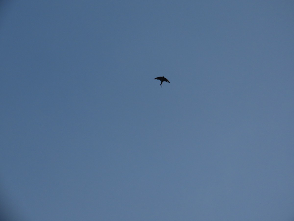 vlaštovka obecná - ML645247182