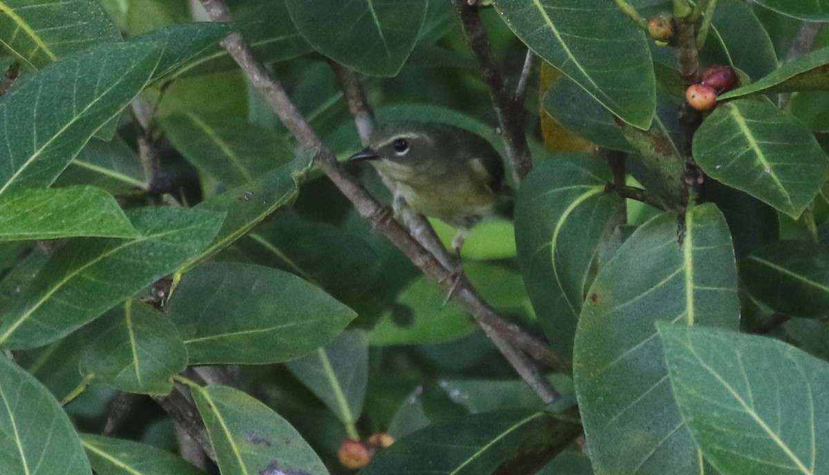 lesňáček modrohřbetý - ML645247188