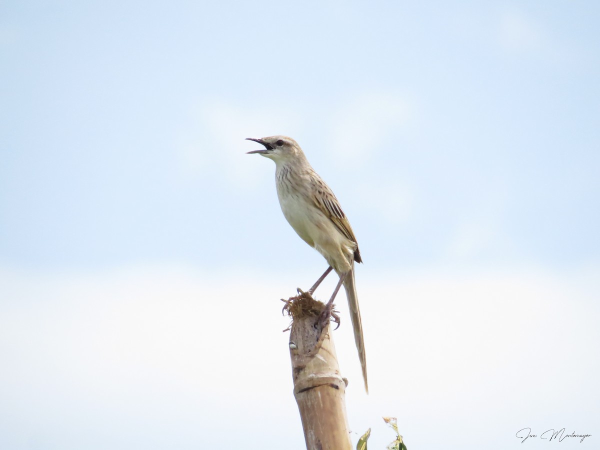 Striated Grassbird - ML645247191