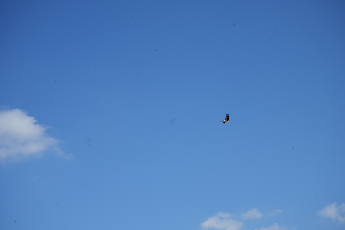 čáp východní - ML645247193