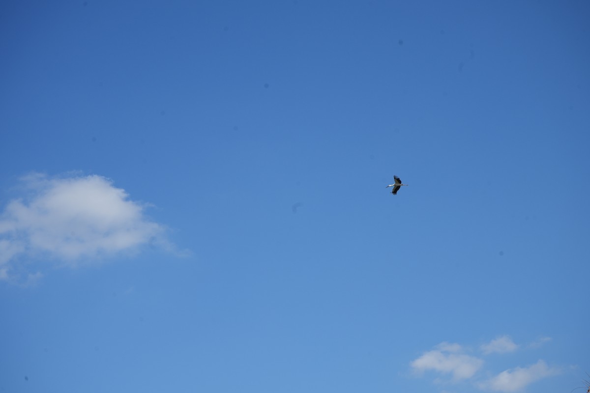 čáp východní - ML645247194