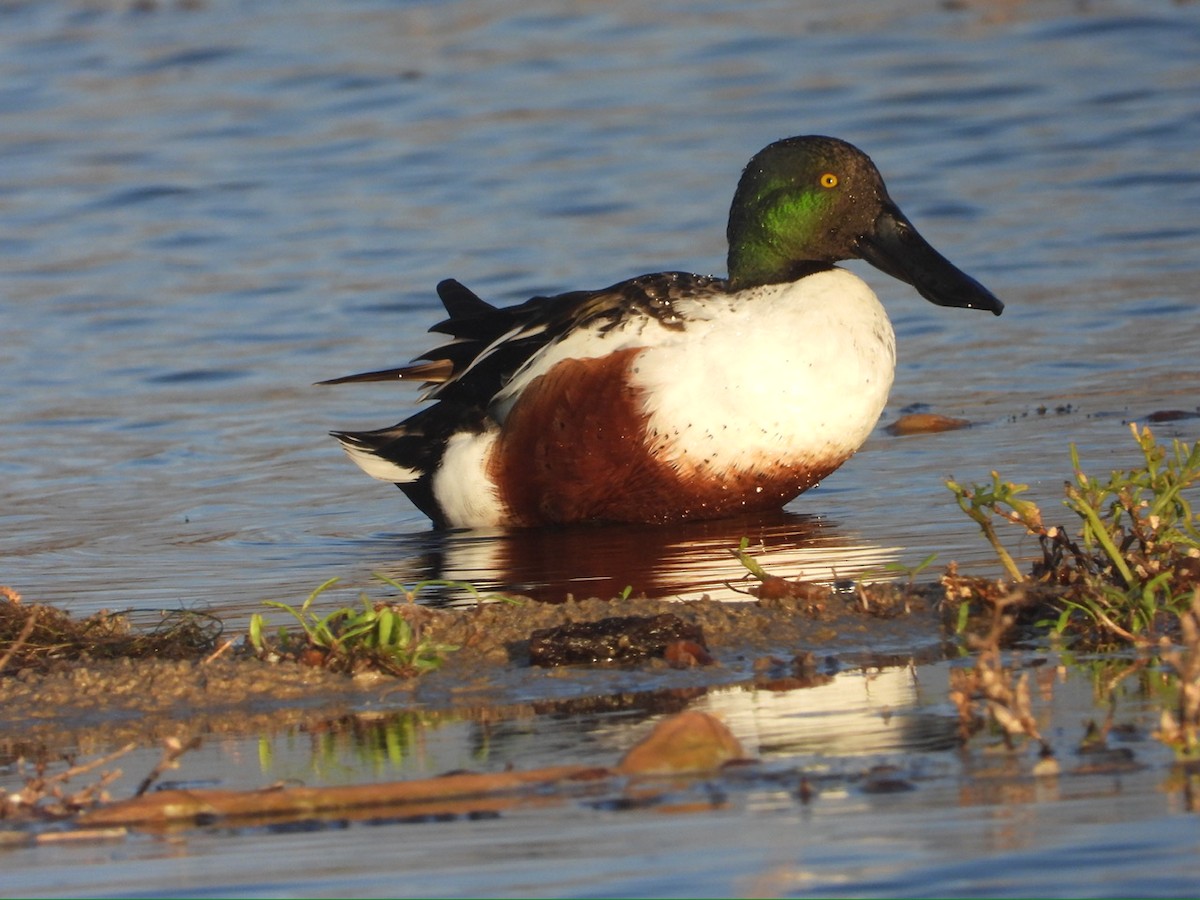 skjeand - ML645247201