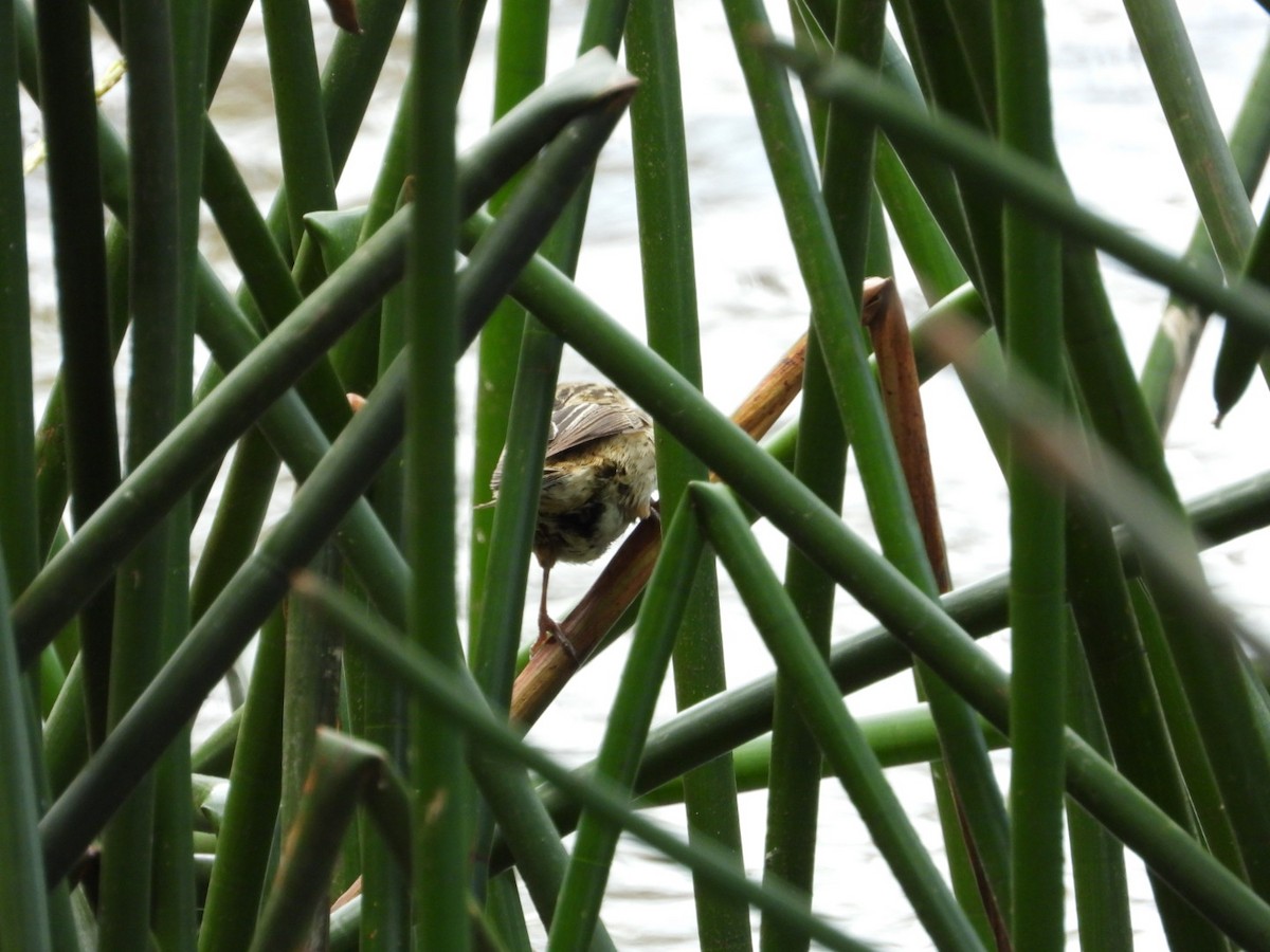 Little Grassbird - ML645247208