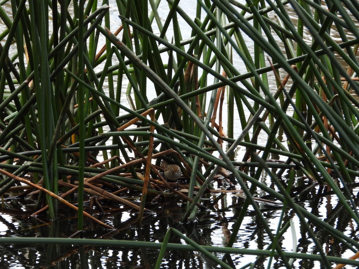 Little Grassbird - ML645247209