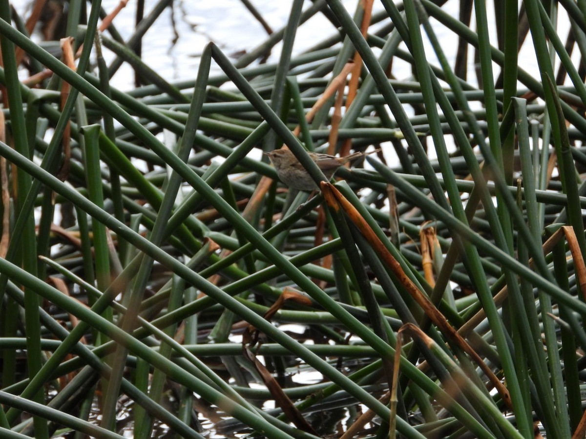 Little Grassbird - ML645247210