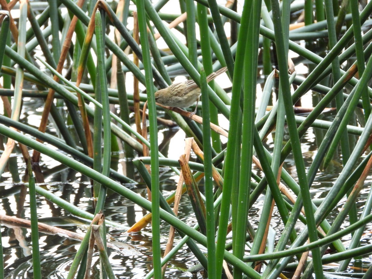 Little Grassbird - ML645247211