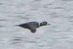 Harlequin Duck - ML645247217