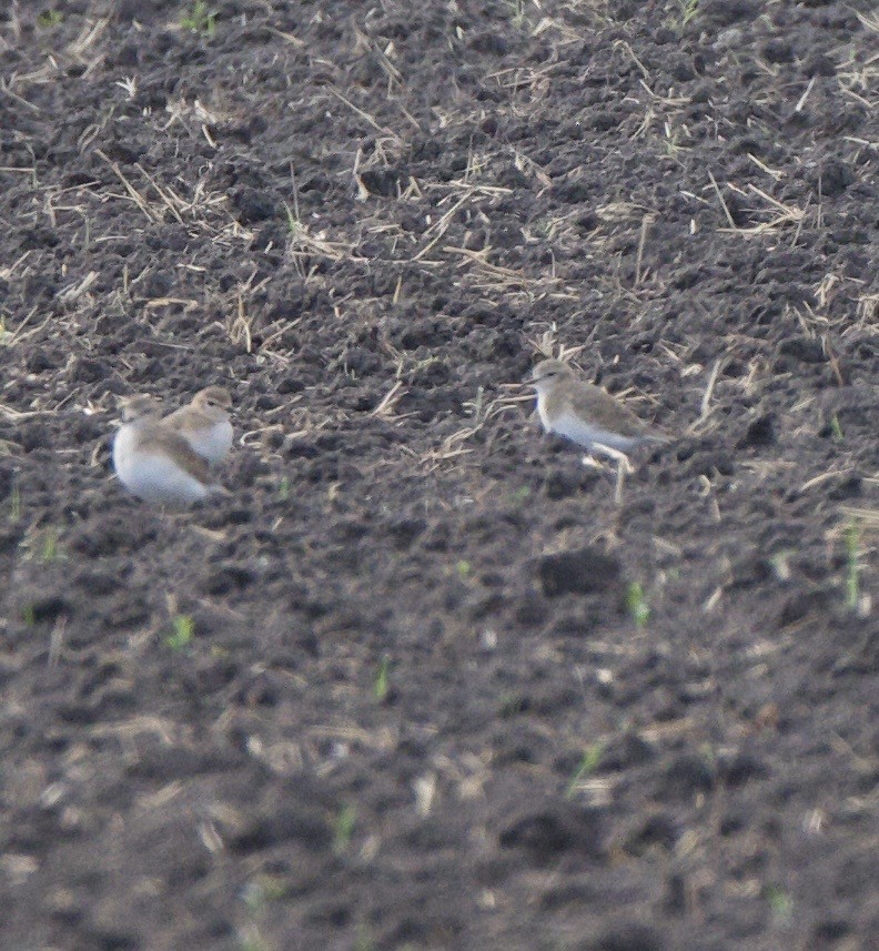 prærielo - ML645247226