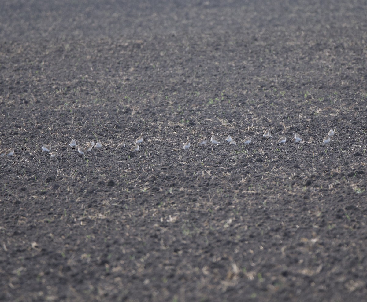 prærielo - ML645247227