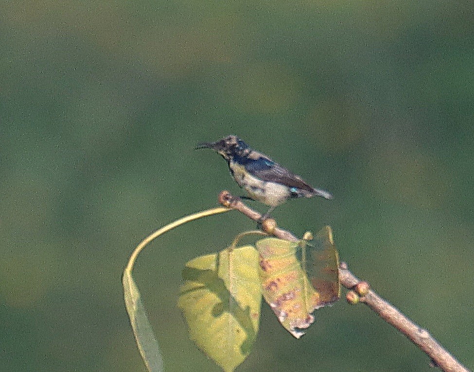 Purple Sunbird - ML645247242