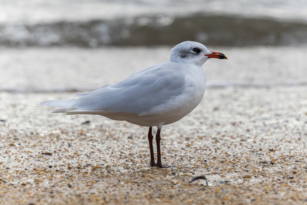 Mediterranean Gull - ML645247243