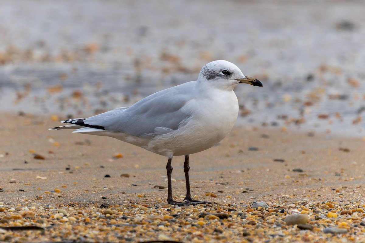 Mediterranean Gull - ML645247244