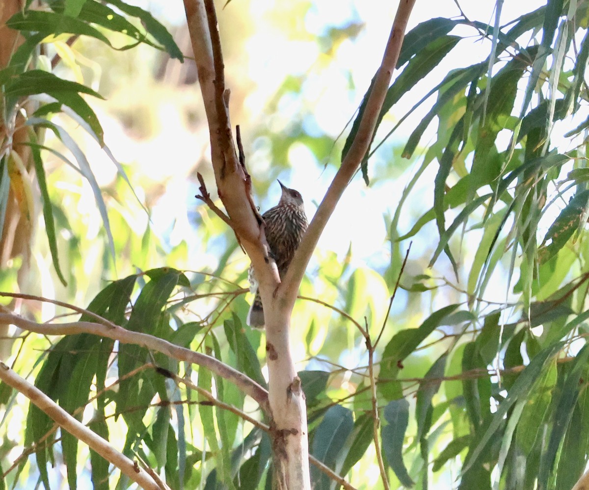 Red-browed Treecreeper - ML645247266