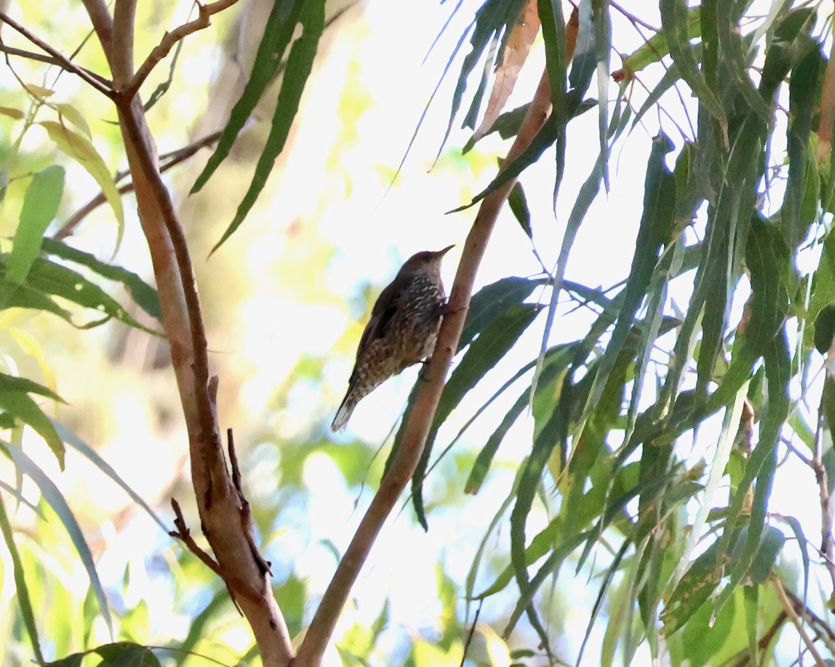Red-browed Treecreeper - ML645247267