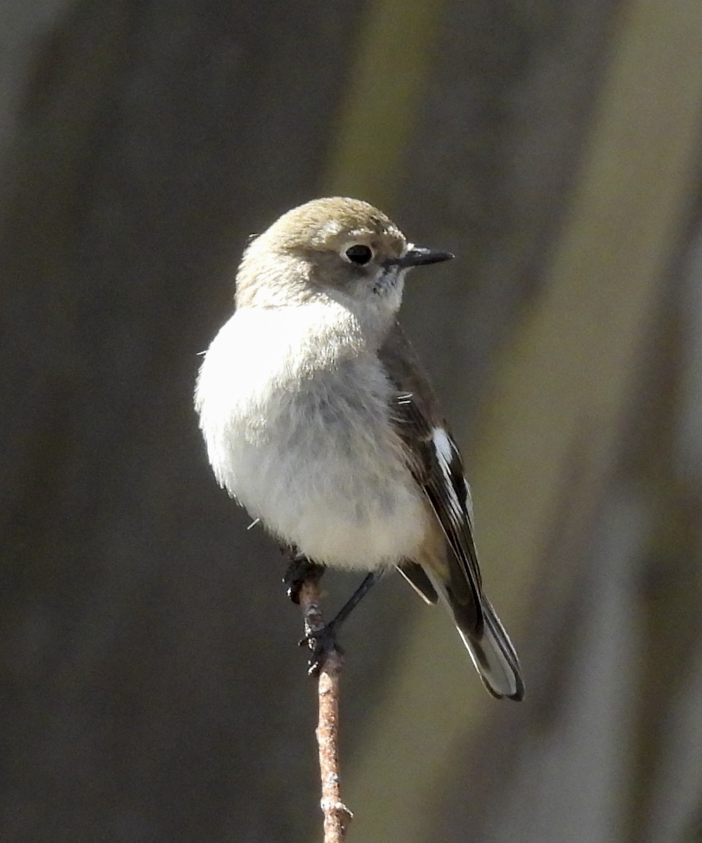 Flame Robin - ML645247276